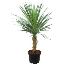 Δράκαινα Πράσινη ή Κορδελίνη (Cordyline australis-συν. Dracaena australis) Φυτό - Τροπικά Καλλωπιστικά Φυτά