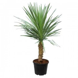 Δράκαινα Πράσινη ή Κορδελίνη (Cordyline australis-συν. Dracaena australis) Φυτό - Τροπικά Καλλωπιστικά Φυτά