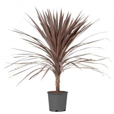 Δράκαινα Κόκκινη (Cordyline australis 'Atropurpurea') Φυτό - Τροπικά Καλλωπιστικά Φυτά
