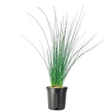 Βούρλο ή Γιούνκος (Juncus inflexus) Φυτό σε Γλάστρα - Φυτά Υδροχαρή & Υγρών Περιοχών