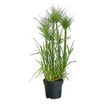 Πάπυρος (Cyperus papyrus) Υδρόφιλο Φυτό