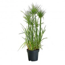 Πάπυρος (Cyperus papyrus) Υδρόφιλο Φυτό