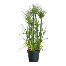 Πάπυρος (Cyperus papyrus) Υδρόφιλο Φυτό