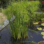 Πάπυρος (Cyperus papyrus) Υδρόφιλο Φυτό