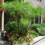 Πάπυρος (Cyperus papyrus) Υδρόφιλο Φυτό