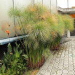 Πάπυρος (Cyperus papyrus) Υδρόφιλο Φυτό