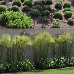 Πάπυρος (Cyperus papyrus) Υδρόφιλο Φυτό