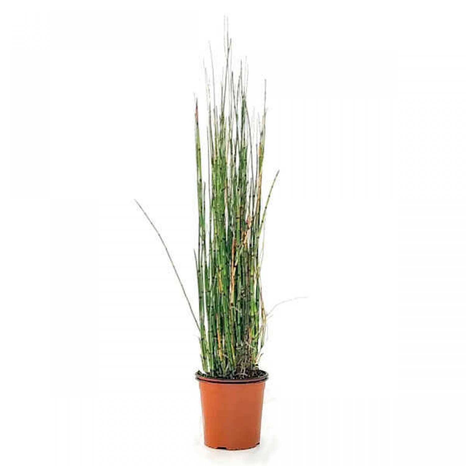 Εκουϊζέτο χειμερινό ή Εκουϊζέτουμ (Equisetum hyemale)