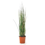 Εκουϊζέτο χειμερινό ή Εκουϊζέτουμ (Equisetum hyemale)