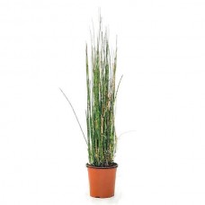 Εκουϊζέτο χειμερινό ή Εκουϊζέτουμ (Equisetum hyemale)