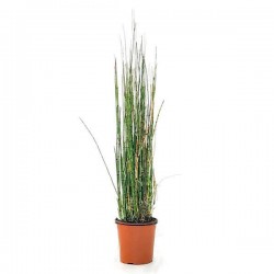 Εκουϊζέτο χειμερινό ή Εκουϊζέτουμ (Equisetum hyemale)