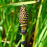 Εκουϊζέτο χειμερινό ή Εκουϊζέτουμ (Equisetum hyemale)