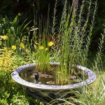 Εκουϊζέτο χειμερινό ή Εκουϊζέτουμ (Equisetum hyemale)