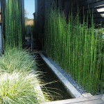 Εκουϊζέτο χειμερινό ή Εκουϊζέτουμ (Equisetum hyemale)