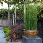 Εκουϊζέτο χειμερινό ή Εκουϊζέτουμ (Equisetum hyemale)