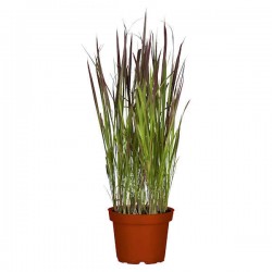 Ιμπεράτα ή Αιματόχορτο-Imperata cylindrica ‘Red Baron’