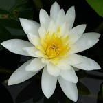Νούφαρο Λευκό (Nymphaea 'Marliacea Albida') Φυτό