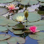 Νούφαρο Κίτρινο (Nymphaea 'Marliacea Chromatella') Φυτό