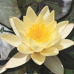 Νούφαρο Κίτρινο (Nymphaea 'Marliacea Chromatella') Φυτό