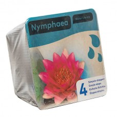 Νούφαρο Κόκκινο (Nymphaea 'Attraction') Υδρόβιο Φυτό