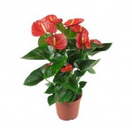 Ανθούριο (Anthurium andraeanum) | Λουλούδια για Γλάστρα & Κήπο, Λουλούδια Εσωτερικού Χώρου Ανθούριο (Anthurium andraeanum) | kipogeorgiki.live