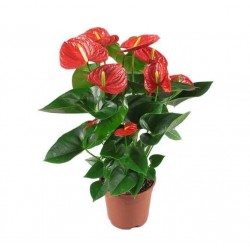 Ανθούριο (Anthurium andraeanum) | kipogeorgiki.live