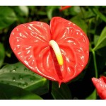 Ανθούριο (Anthurium andraeanum) | Λουλούδια για Γλάστρα & Κήπο, Λουλούδια Εσωτερικού Χώρου Ανθούριο (Anthurium andraeanum) | kipogeorgiki.live