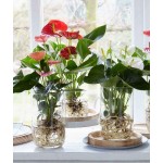 Ανθούριο (Anthurium andraeanum) | Λουλούδια για Γλάστρα & Κήπο, Λουλούδια Εσωτερικού Χώρου Ανθούριο (Anthurium andraeanum) | kipogeorgiki.live