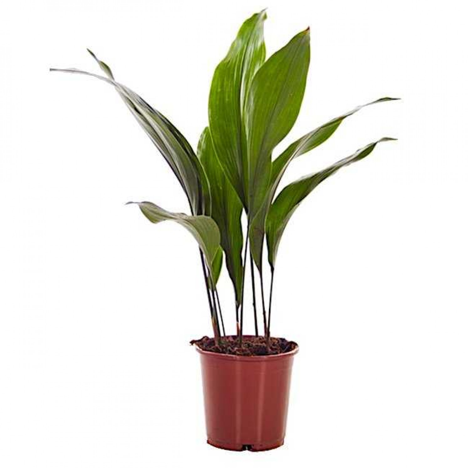 Ασπιδίστρα (Aspidistra elatior) | Κηπογεωργική