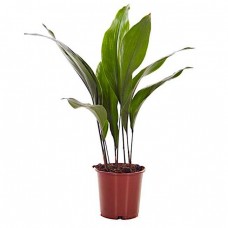 Ασπιδίστρα (Aspidistra elatior) | Κηπογεωργική