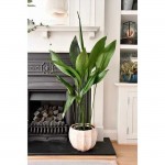 Ασπιδίστρα (Aspidistra elatior) | Κηπογεωργική