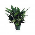 Ασπιδίστρα (Aspidistra elatior) | Κηπογεωργική