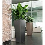 Ασπιδίστρα (Aspidistra elatior) | Κηπογεωργική