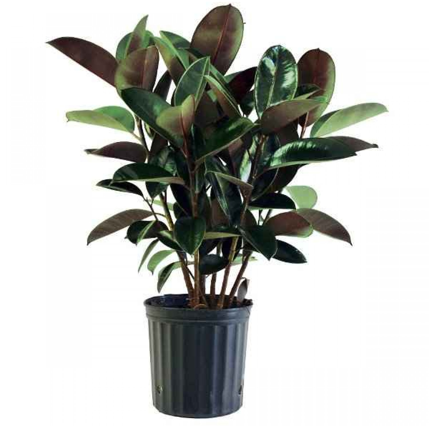 Φίκος Ελάστικα (Ficus elastica) ή Ελαστικοφόρος Φίκος | Φυτά Εσωτερικού Χώρου για Γραφείο & Σπίτι Φίκος Ελάστικα (Ficus elastica) ή Ελαστικοφόρος Φίκος | kipogeorgiki.live