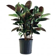 Φίκος Ελάστικα (Ficus elastica) ή Ελαστικοφόρος Φίκος | kipogeorgiki.live