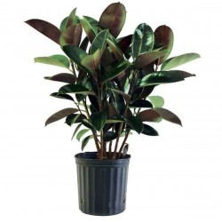 Φίκος Ελάστικα (Ficus elastica) ή Ελαστικοφόρος Φίκος | kipogeorgiki.live