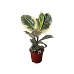Rubber Plant 'Variegata' (Ficus elastica 'Variegata') | Indoor Plants for Proffecional Spaces & Homes Rubber Plant 'Variegata' (Ficus elastica 'Variegata') | kipogeorgiki.live