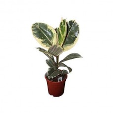 Φίκος Ελάστικα Πανασέ (Ficus elastica ‘Variegata’) | kipogeorgiki.live