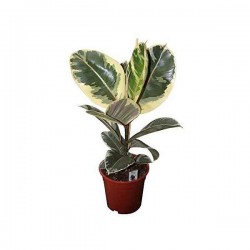 Φίκος Ελάστικα Πανασέ (Ficus elastica ‘Variegata’) | kipogeorgiki.live