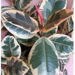 Rubber Plant 'Variegata' (Ficus elastica 'Variegata') | Indoor Plants for Proffecional Spaces & Homes Rubber Plant 'Variegata' (Ficus elastica 'Variegata') | kipogeorgiki.live