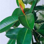 Φίκος Ελάστικα (Ficus elastica) ή Ελαστικοφόρος Φίκος | Φυτά Εσωτερικού Χώρου για Γραφείο & Σπίτι Φίκος Ελάστικα (Ficus elastica) ή Ελαστικοφόρος Φίκος | kipogeorgiki.live
