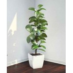 Φίκος Ελάστικα (Ficus elastica) ή Ελαστικοφόρος Φίκος | Φυτά Εσωτερικού Χώρου για Γραφείο & Σπίτι Φίκος Ελάστικα (Ficus elastica) ή Ελαστικοφόρος Φίκος | kipogeorgiki.live
