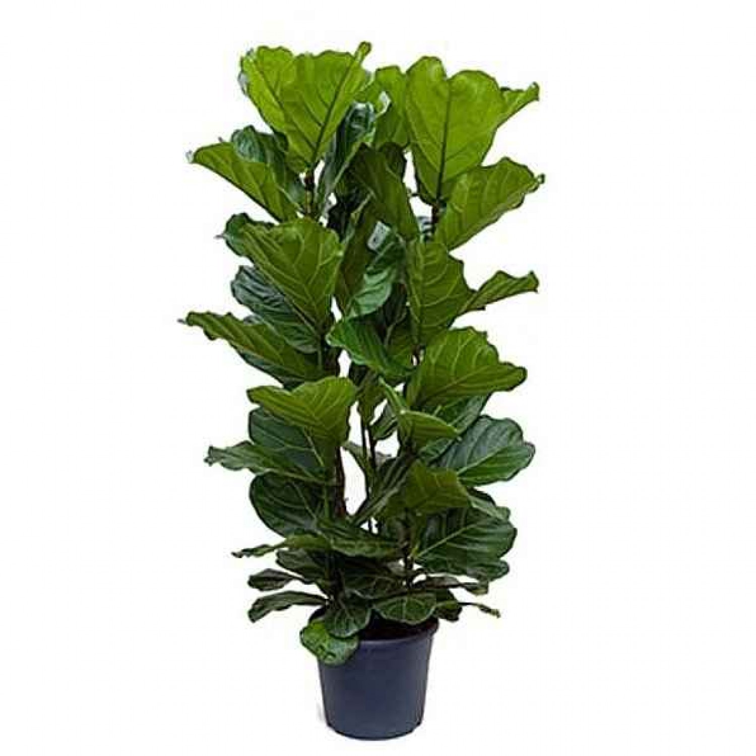 Φίκος Λυράτα (Ficus lyrata) | kipogeorgiki.live