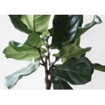 Φίκος Λυράτα (Ficus lyrata) | kipogeorgiki.live
