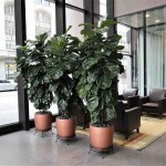 Φίκος Λυράτα (Ficus lyrata) | kipogeorgiki.live