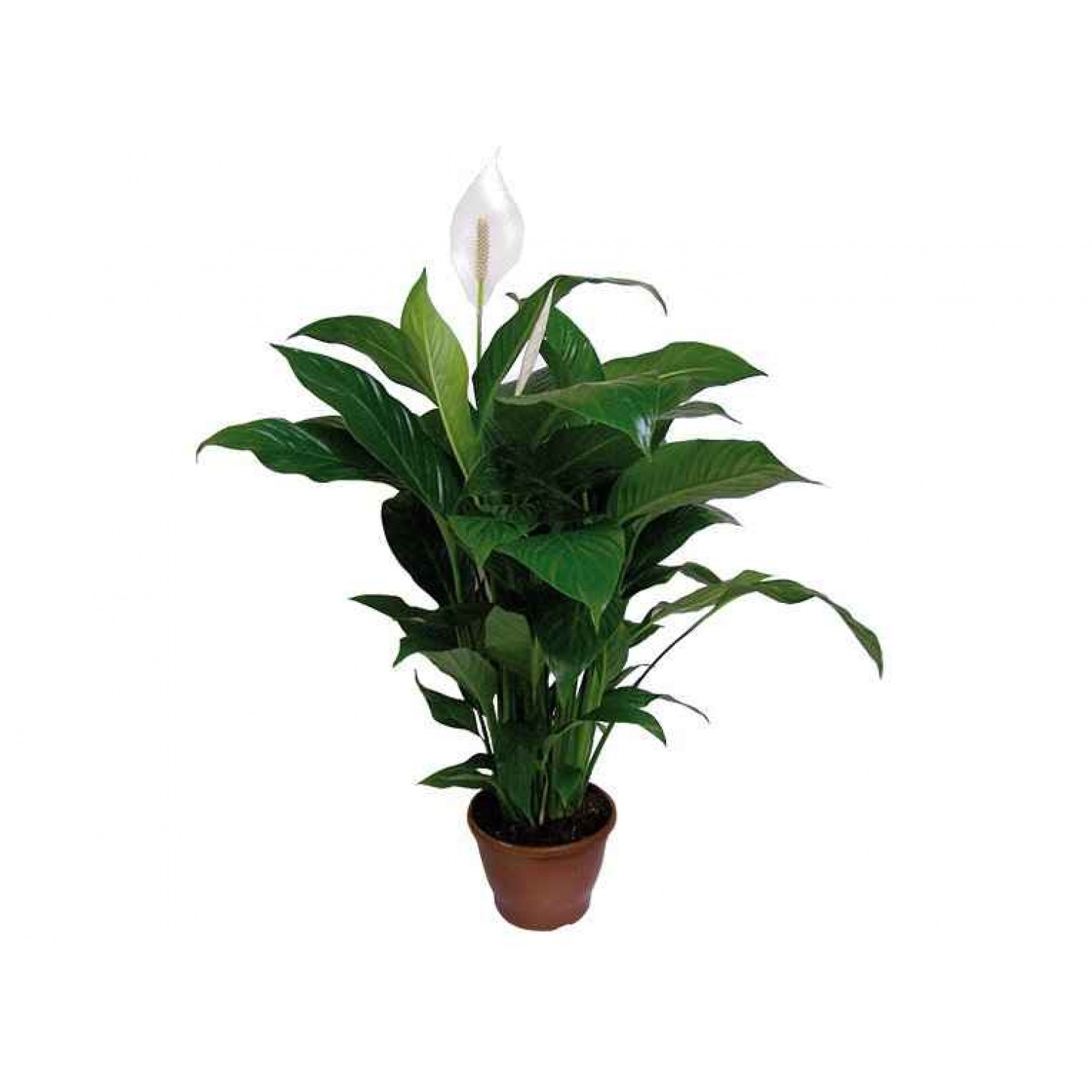 Peace Lily (Spathiphyllum wallisii) | Indoor Flowering Plants Peace Lily (Spathiphyllum wallisii) | kipogeorgiki.live