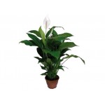 Peace Lily (Spathiphyllum wallisii) | Indoor Flowering Plants Peace Lily (Spathiphyllum wallisii) | kipogeorgiki.live