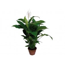 Σπαθίφυλλο (Spathiphyllum wallisii) | kipogeorgiki.live