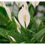 Peace Lily (Spathiphyllum wallisii) | Indoor Flowering Plants Peace Lily (Spathiphyllum wallisii) | kipogeorgiki.live