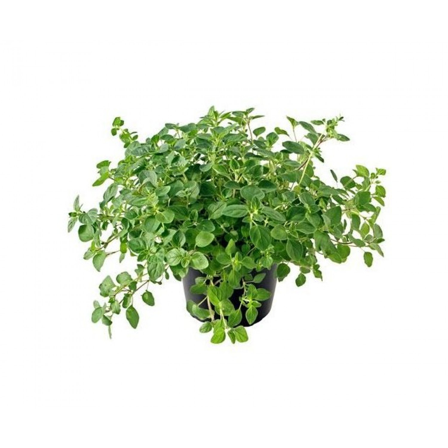 Greek Oregano (Origanum vulgare) Herb Greek Oregano (Origanum vulgare) Herb | kipogeorgiki.live